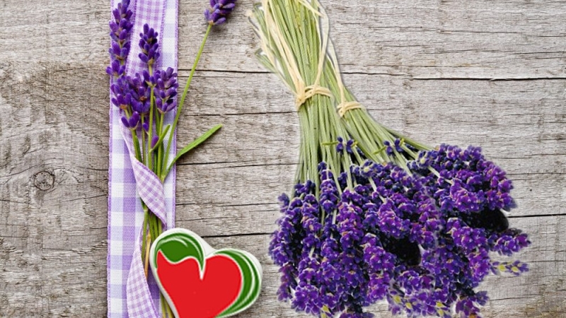 Sursa foto Inima Verde