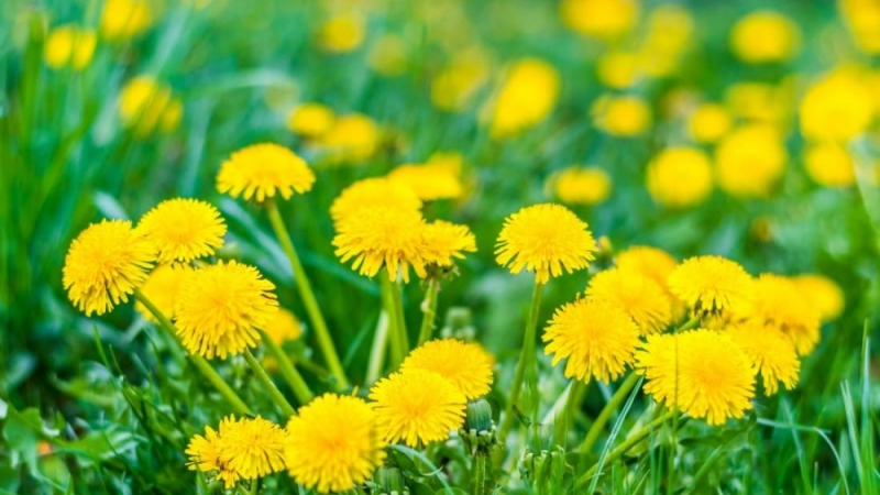 Sursa foto Sanatate de fier