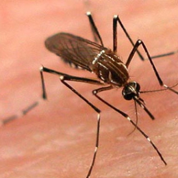 Remedii naturale împotriva înţepăturilor de insecte