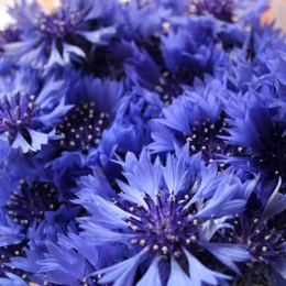 Albăstrelele ajută la combaterea cearcănelor și a iritațiilor în zona feței