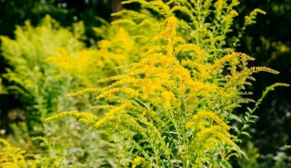 Alergia la ambrozie poate fi periculoasă. Nu ezitați să mergeţi la medic!