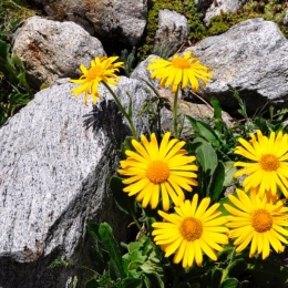 Arnica poate fi utilizată sub formă de pansament cicatrizant pentru răni