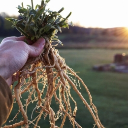 Ginsengul indian, planta care te scapă de efectele stresului