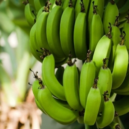Bananele verzi, indicate în tratarea ulcerului și gastritei