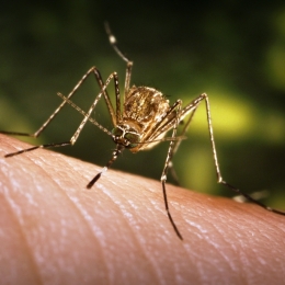 Atenţie! Ţânţarii ne pot infecta cu boala Dengue