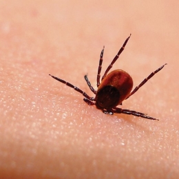 Ce complicaţii poate da boala Lyme