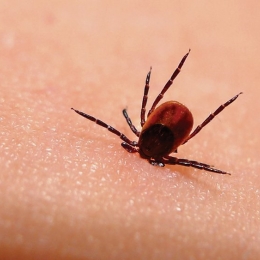 Ce complicaţii poate da boala Lyme
