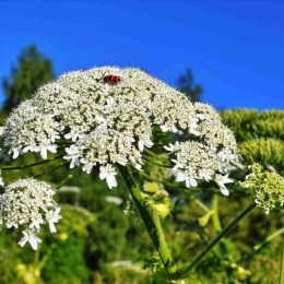 Brânca ursului, recomandată pentru reducerea stărilor de stres