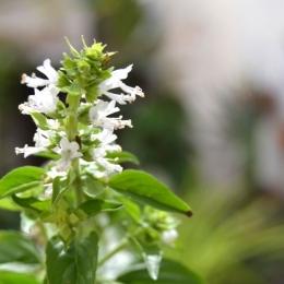 Frunzele de busuioc, remediu eficient pentru tuse