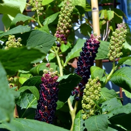 Frunzele de cârmâz pot fi periculoase. Mare atenţie când le folosiţi!
