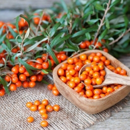 Cătina, importantă în procesele de regenerare ale organismului