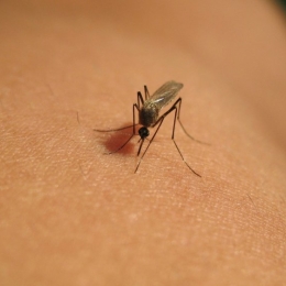 Când ar trebui să vă îngrijoreze ciupiturile de țânțari