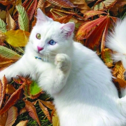 Pisicile ajută la reducerea nivelului de stres