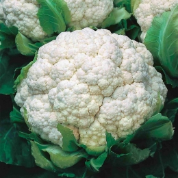 Conopida, recomandată pentru proprietăţile sale anticancerigene