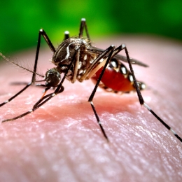 Alertă la Constanţa! Cum să preveniţi infecţia cu virusul West Nile