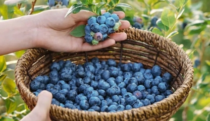 Fructe pe care trebuie să le introduceți, neapărat, în alimentație