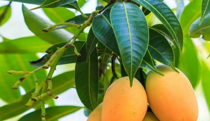 Frunzele de mango ajută la ameliorarea răcelilor, bronșitei și astmului