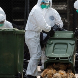 Un nou caz de gripă aviară, confirmat la Constanţa