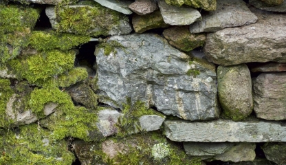 Lichenul de piatră, ingredientul natural care vă poate proteja sănătatea