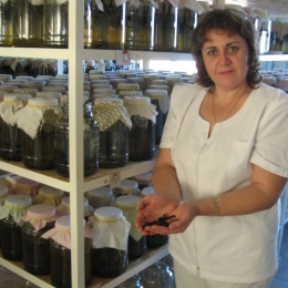 Terapia cu lipitori reduce riscul de embolie pulmonară