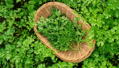 Condimente care ascund un mineral esențial. Beneficiile neștiute ale magneziului