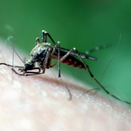 Simptomele malariei sunt înşelătoare. Cum se manifestă boala