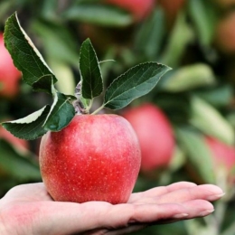 Merele neutralizează mirosul de usturoi