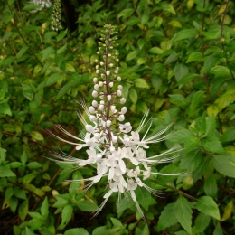 Mare atenție la ortosifon! Unele părți ale plantei sunt toxice