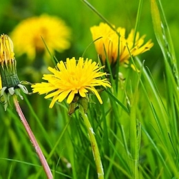 Păpădia face minuni cu organismul nostru