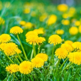 Ceaiul de păpădie, recomandat pentru tratarea bolilor digestive