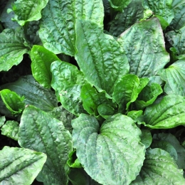 Pătlagina are proprietăţi depurative şi reglează secreţia gastrică