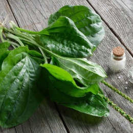 Patlagina, remediul ideal pentru persoanele care au diverse răni sau arsuri