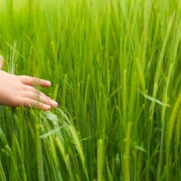 Afecţiuni dermatologice. Pielea, reacţii toxice la atingerea plantelor