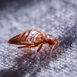 Cum puteți să scăpați de ploșnițele din pat