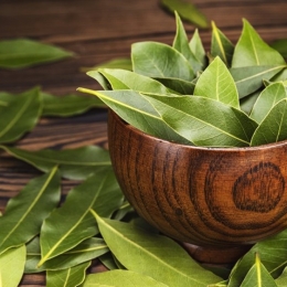 Pudra de dafin, benefică pentru organism