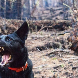 Rabia poate fi prevenită printr-o simplă injecţie