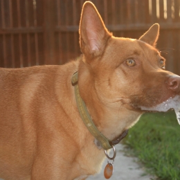 Aţi fost muşcat de un câine? Controlul la medic, obligatoriu