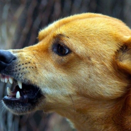 Rabia afectează întreg sistemul nervos central