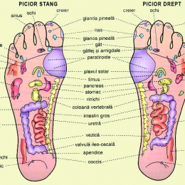 Harta punctelor reflexogene din tălpi