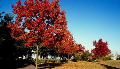 Stejarul, remediul natural pentru sănătatea voastră