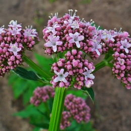 Valeriana, sedativul care vă face să adormiți mai ușor