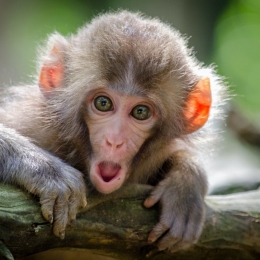 Bolnavii diagnosticați cu variola maimuței dezvoltă cefalee și febră