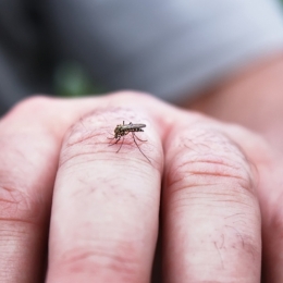 Măsuri de prevenire pentru infecţia cu virusul West Nile