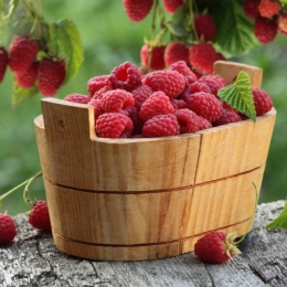 Zmeura aduce o serie de beneficii pentru frumusețe și sănătate