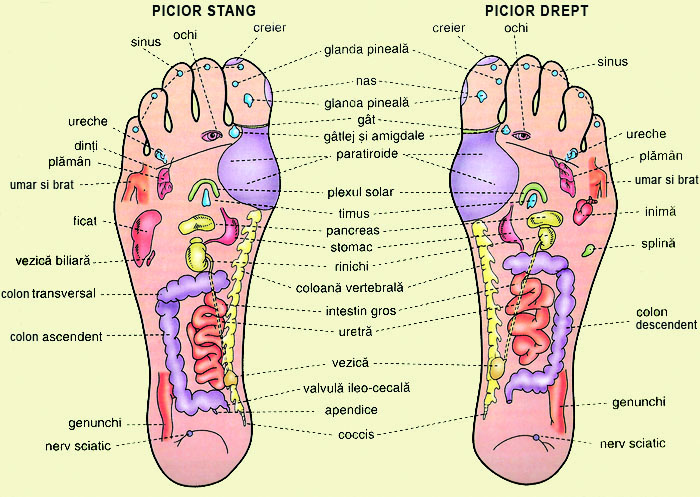 ironie mişcare La naiba harta reflexogena a talpii - prima-mandiri.net