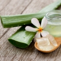 Aloe vera are proprietăți antibacteriene, accelerând vindecarea rănilor