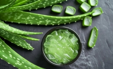 Aloe vera reduce riscul de afecțiuni cronice, cum ar fi diabetul