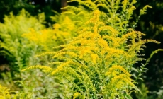 Alergia la ambrozie poate fi periculoasă. Nu ezitați să mergeţi la medic!