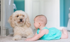 Nu lăsaţi animalele de companie să vă lingă copilul!
