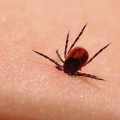 Ce complicaţii poate da boala Lyme